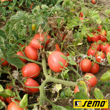 Насіння томатів Ескорт фото, Насіння томатів Ескорт інтернет магазин Добрі сходи