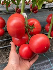Насіння томатів Сіберіте 916 F1 фото, Насіння томатів Сіберіте 916 F1 інтернет магазин Добрі сходи