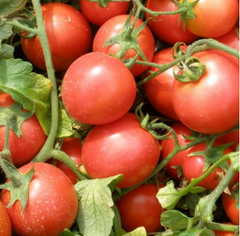 Насіння томатів Семапрім F1 фото, Насіння томатів Семапрім F1 інтернет магазин Добрі сходи