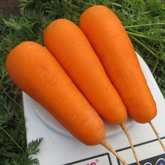 Семена моркови Курасао F1 (1,8-2,0мм) фото, Семена моркови Курасао F1 (1,8-2,0мм) интернет магазин Добрі сходи
