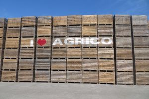 Семенной картофель от производителя Агрико. День поля 2020 год.