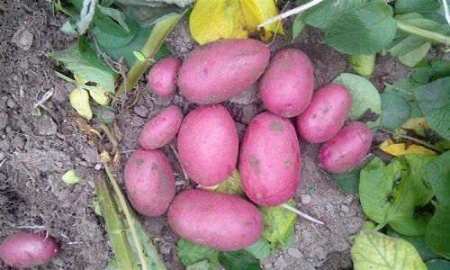 Семенной картофель Балтик Роуз  фото, Семенной картофель Балтик Роуз  интернет магазин Добрі сходи