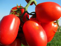 Насіння томатів Семапіл F1   фото, Насіння томатів Семапіл F1   інтернет магазин Добрі сходи