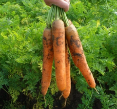 Насіння моркви Колосеум F1 фото, Насіння моркви Колосеум F1 інтернет магазин Добрі сходи