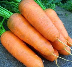 Насіння моркви Шантане фото, Насіння моркви Шантане інтернет магазин Добрі сходи