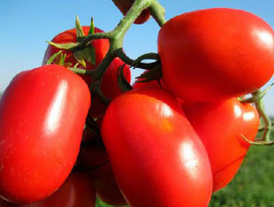Насіння томатів Семапіл F1 (Semapil F1) фото, Насіння томатів Семапіл F1 (Semapil F1) інтернет магазин Добрі сходи
