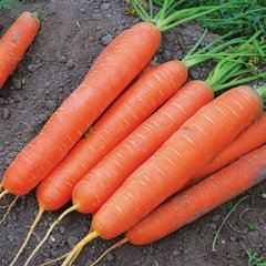 Семена моркови Сатурно F1 фото, Семена моркови Сатурно F1 интернет магазин Добрі сходи