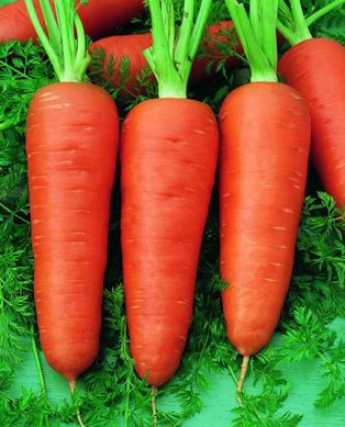 Семена моркови Шамаре фото, Семена моркови Шамаре интернет магазин Добрі сходи
