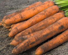 Семена моркови Вармия F1 фото, Семена моркови Вармия F1 интернет магазин Добрі сходи
