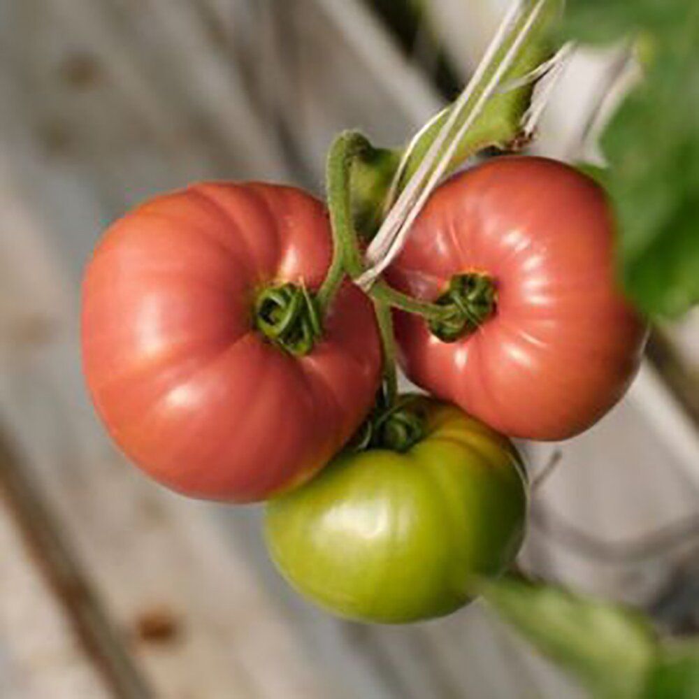 Первые семена томаты. Томат рапсодия f1. Томат Мануса f1. Томат Эсмира f1. Томат индетерминантный Мануза f1.