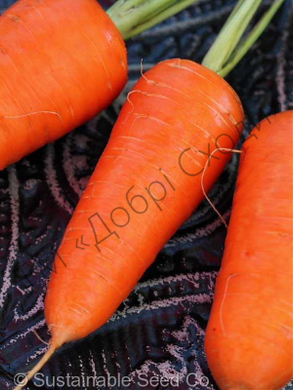 Семена моркови Шантане Ред Коред фото, Семена моркови Шантане Ред Коред интернет магазин Добрі сходи