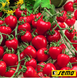 Насіння томатів Ягодо F1    фото, Насіння томатів Ягодо F1    інтернет магазин Добрі сходи