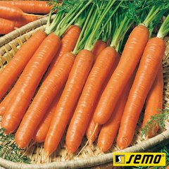 Семена моркови Ванда фото, Семена моркови Ванда интернет магазин Добрі сходи