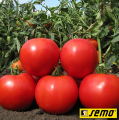Насіння томатів Мар'янка F1 фото, Насіння томатів Мар'янка F1 інтернет магазин Добрі сходи
