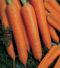 Семена моркови Рубина фото, Семена моркови Рубина интернет магазин Добрі сходи