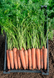 Насіння моркви Рубіна фото, Насіння моркви Рубіна інтернет магазин Добрі сходи