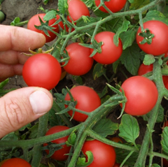 Насіння томатів Рубінек фото, Насіння томатів Рубінек інтернет магазин Добрі сходи