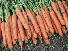 Семена моркови Краска фото, Семена моркови Краска интернет магазин Добрі сходи