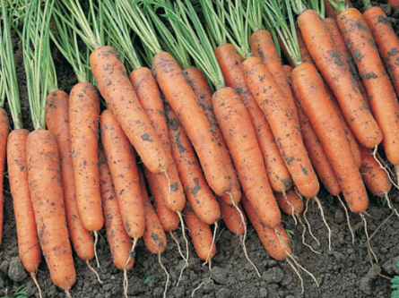 Семена моркови Краска фото, Семена моркови Краска интернет магазин Добрі сходи
