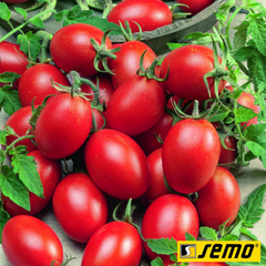 Насіння томатів Блумко F1   фото, Насіння томатів Блумко F1   інтернет магазин Добрі сходи
