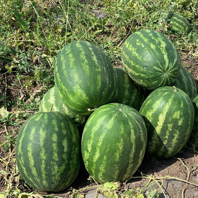 Насіння кавуна Грін Джар (Green Jar) F1 фото, Насіння кавуна Грін Джар (Green Jar) F1 інтернет магазин Добрі сходи