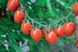 Насіння томатів Тутті Фруті F1 фото, Насіння томатів Тутті Фруті F1 інтернет магазин Добрі сходи