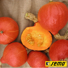 Семена тыквы Хоккайдо оранжевый фото, Семена тыквы Хоккайдо оранжевый интернет магазин Добрі сходи