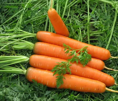 Насіння моркви Каротіна фото, Насіння моркви Каротіна інтернет магазин Добрі сходи