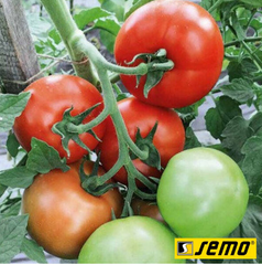 Семена томатов Ники Зел F1  фото, Семена томатов Ники Зел F1  интернет магазин Добрі сходи