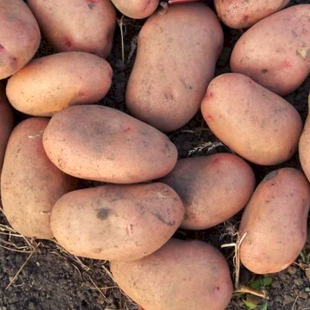 Насіннєва картопля Слов'янка (1 репродукція)  фото, Насіннєва картопля Слов'янка (1 репродукція)  інтернет магазин Добрі сходи