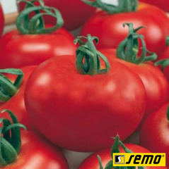 Насіння томатів Зофка F1  фото, Насіння томатів Зофка F1  інтернет магазин Добрі сходи