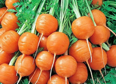 Семена моркови Рондо фото, Семена моркови Рондо интернет магазин Добрі сходи
