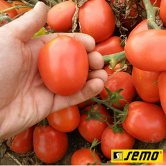 Насіння томатів Семарол фото, Насіння томатів Семарол інтернет магазин Добрі сходи