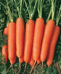 Семена моркови Ниагара F1 (2,2-2,4мм) фото, Семена моркови Ниагара F1 (2,2-2,4мм) интернет магазин Добрі сходи