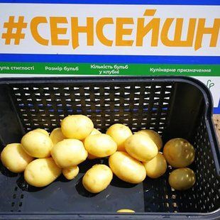 Картопля Сенсейшн (1 репродукція) фото, Картопля Сенсейшн (1 репродукція) інтернет магазин Добрі сходи