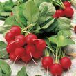 Джоллі (Jolly) фото, Джоллі (Jolly) інтернет магазин Добрі сходи