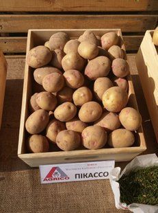 Картофель Пикассо фото, Картофель Пикассо интернет магазин Добрі сходи
