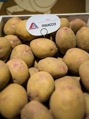 Картофель Пикассо фото, Картофель Пикассо интернет магазин Добрі сходи