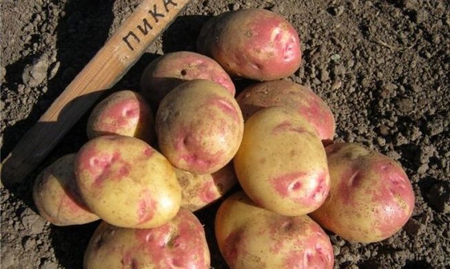 Картофель Пикассо фото, Картофель Пикассо интернет магазин Добрі сходи