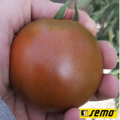 Семена томатов Брунито F1  фото, Семена томатов Брунито F1  интернет магазин Добрі сходи