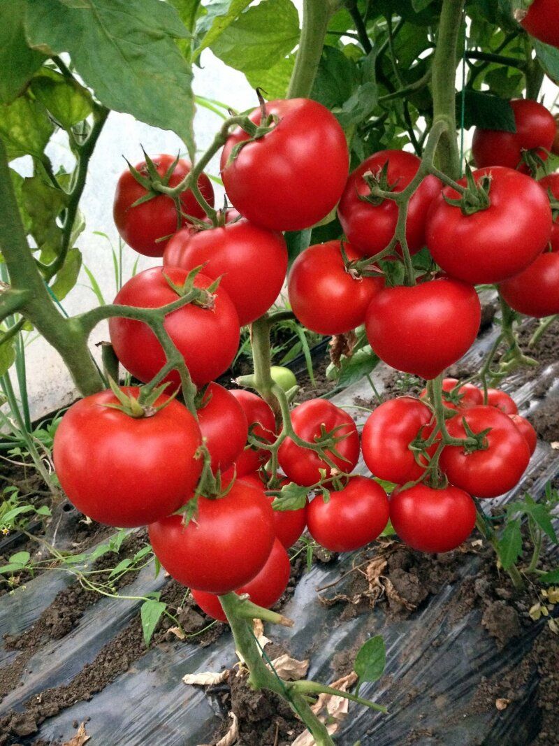 купить семена балконных помидор