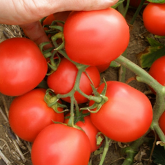 Насіння томатів Ескорт фото, Насіння томатів Ескорт інтернет магазин Добрі сходи