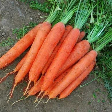Семена моркови Матч F1 фото, Семена моркови Матч F1 интернет магазин Добрі сходи