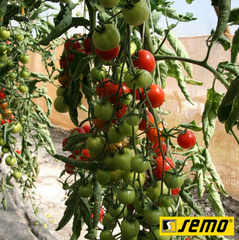 Насіння томатів Бейбіно F1 фото, Насіння томатів Бейбіно F1 інтернет магазин Добрі сходи