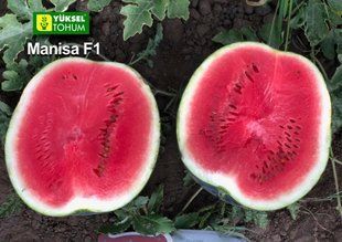 Насіння кавуна Маніса F1 (Manisa F1) фото, Насіння кавуна Маніса F1 (Manisa F1) інтернет магазин Добрі сходи