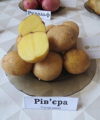 Семенной картофель Ривьера фото, Семенной картофель Ривьера интернет магазин Добрі сходи