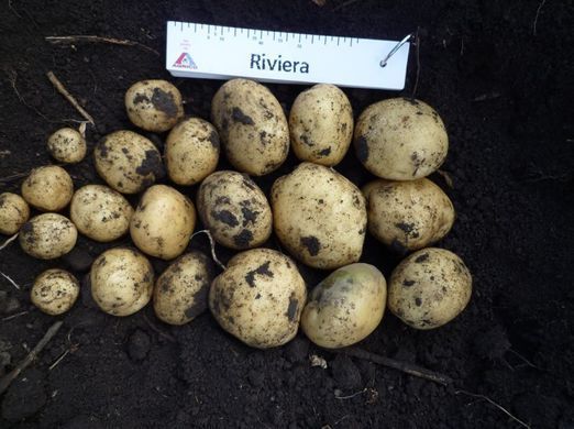 Семенной картофель Ривьера фото, Семенной картофель Ривьера интернет магазин Добрі сходи