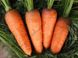 Насіння моркви Болтекс фото, Насіння моркви Болтекс інтернет магазин Добрі сходи