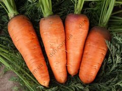 Семена моркови Болтекс фото, Семена моркови Болтекс интернет магазин Добрі сходи