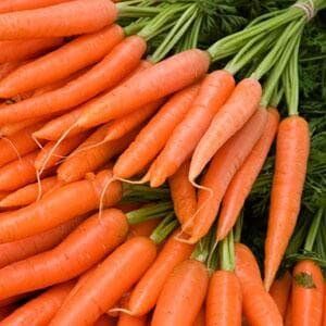 Семена моркови Каротан фото, Семена моркови Каротан интернет магазин Добрі сходи